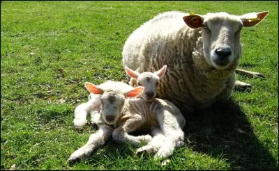 On tond la laine des moutons pour en faire des vêtements mais aussi pour que ceux-ci n'aient pas chaud à partir du printemps.