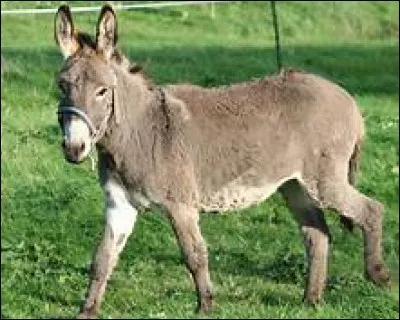 Quel nom donne-t-on au cri de l'âne ?