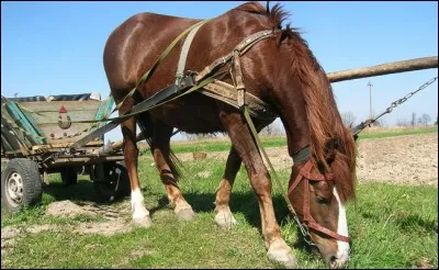 Combien de races de chevaux de sang sont reconnues et gérées en France ?