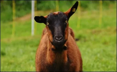 Comment appelle-t-on le mâle de la chèvre ?