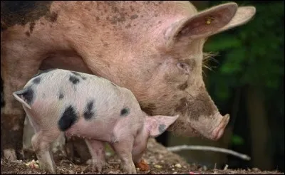 Le mâle de la truie est appelé cochon.