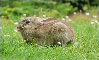 Dans les régions agricoles, les lapins font bon ménage avec les agriculteurs.