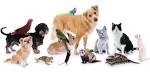 Quiz Animaux