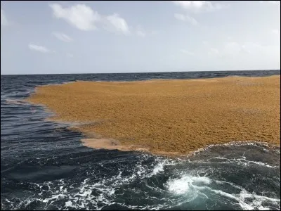 Dans quel océan la mer des Sargasses, seule mer du globe à ne pas avoir de côtes, se trouve-t-elle ?