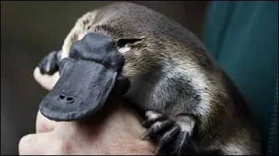 Quel est cet animal ?