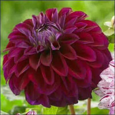 Quel est le nom de cette fleur ?