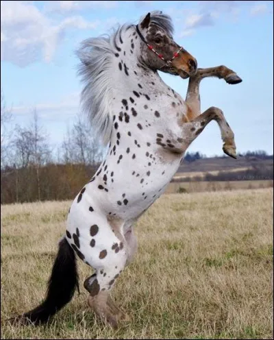 Quelle est cette robe ?