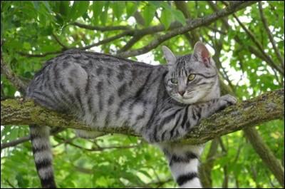 Ce chat a grimpé dans un arbre et il refuse de redescendre. Faut-il appeler les pompiers ?