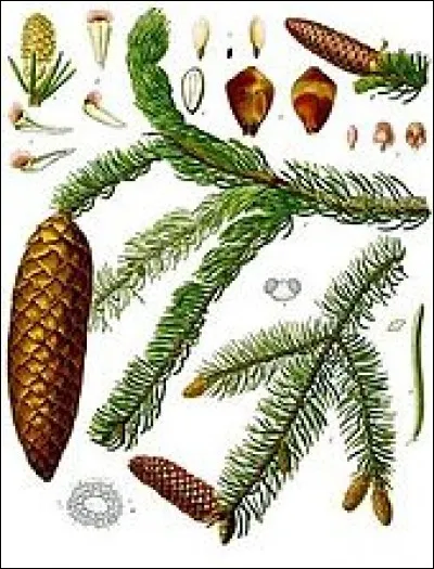 Quel est le nom latin de cette plante ?