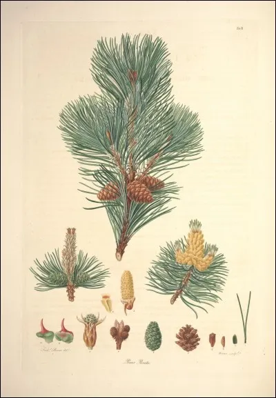 Quel est le doux nom français de cet arbre ?