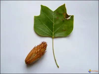 De quelle couleur est cet arbre une fois en fleurs ?