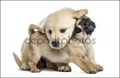 Quelles sont les races de ces deux chiens ?