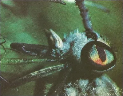 Cet œil appartient à quel insecte ?