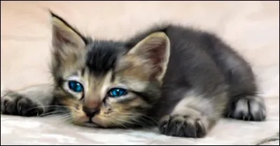 Tu vois un pauvre chaton dans la rue, que fais-tu ?