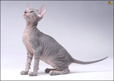 Aimes-tu les chats sans poils ?
