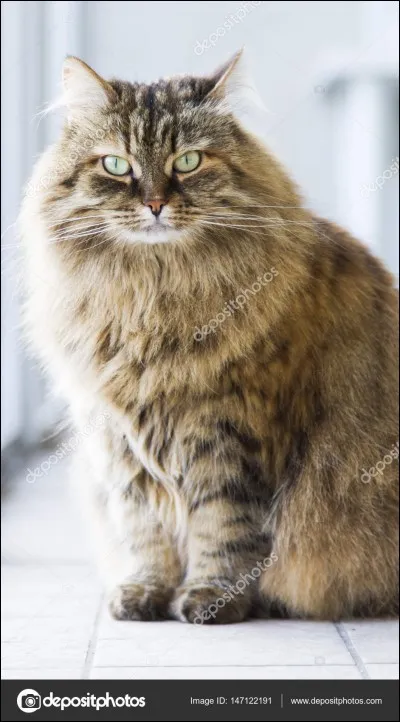 Aimes-tu les gros chats ?