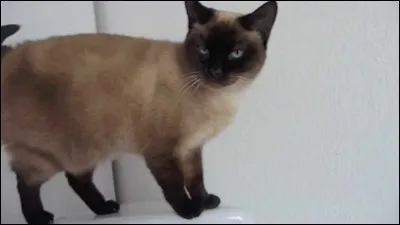 Aimes-tu les chats ?