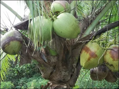Insecte des eaux stagnantes, carnassier !