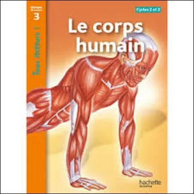 Quel est le nerf le plus long du corps humain ?