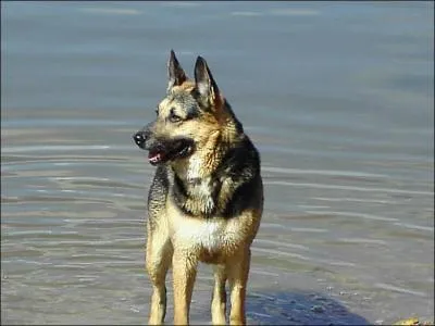 Quel est le nom de ce chien ?