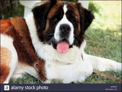 Comment s'appelle ce chien ?