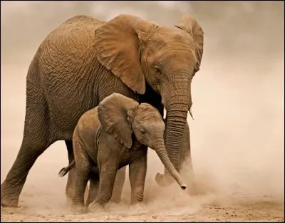 Le félin le plus gros est...