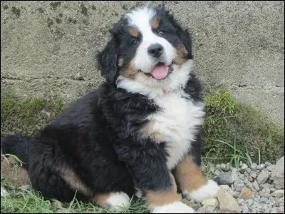 Quelle jolie frimousse ! Quelle race est-ce ?