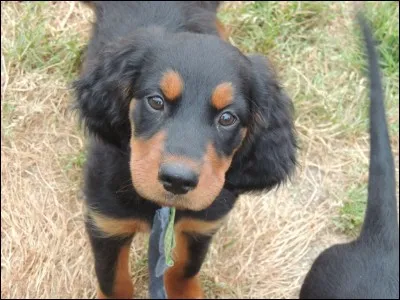 Arr&ecirc;te de faire tes yeux de chien battu... Oh, il est si "cute", comme disent les jeunes ! La race de celui-ci est...