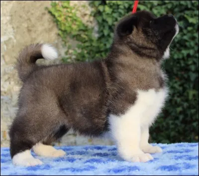 Tiens, sa queue a la forme de celle d'un Shiba Inu ! Dis, je ne sais plus, quelle est sa race, tu peux me le dire ?