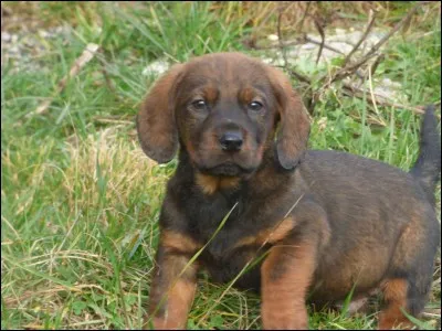 Quelle est la race de ce chiot qui plus gentil que n'importe qui ?