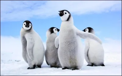 Qui fait le pitre et prend les blagues nulles des autres dans les vidéos ?