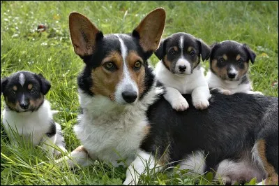 Quelle est la durée de gestation de la chienne ?