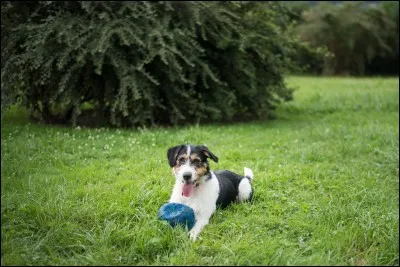 Si vous avez un jardin le mieux est de...