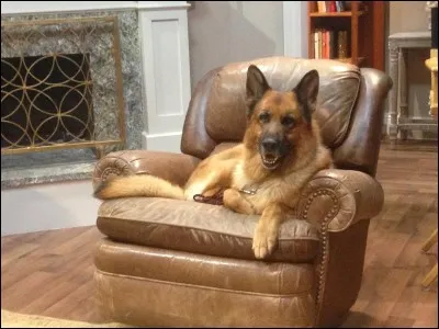 Quel est le nom de ce chien policier ?