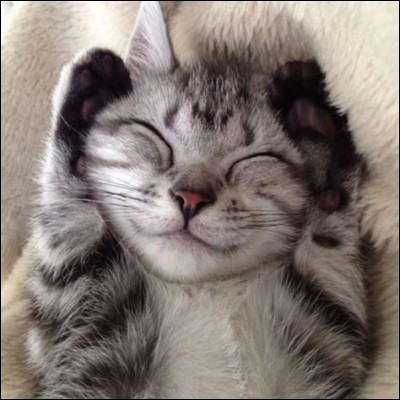 Les chats peuvent sourire volontairement.