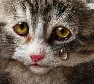Les chats peuvent pleurer de vraies larmes de tristesse.