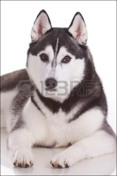 Et le dernier est un ;