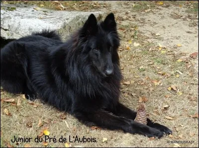 Comment s'appelle ce chien ?