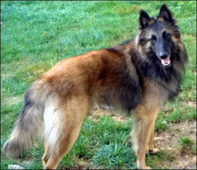 Quel est le nom de ce chien ?