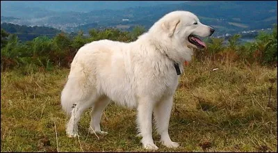 Ce chien s'appelle le ...