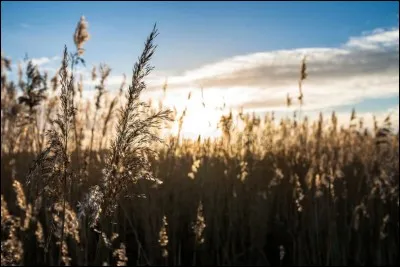 Qui sont les parents de Petit Nénuphar et Petit Lac ?