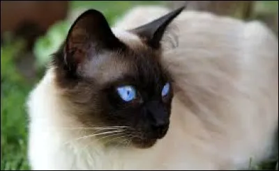 Quelle est la race de ce chat ?