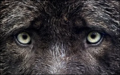 Dans quelle ville italienne peut-on voir un loup de carnaval ? ?