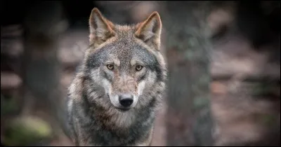 'Le loup' , poisson de Méditerranée est appelé comment sur la côte atlantique ?