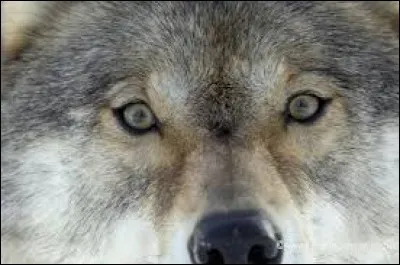 Que signifie familièrement l'expression 'Avoir vu le loup' ?