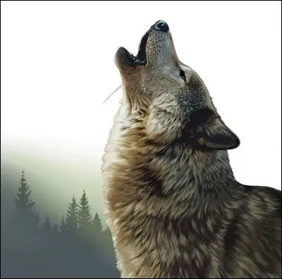 Quel est le cri du loup adulte ?