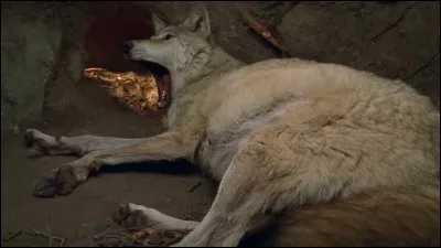 Comment s'appelle 'l'abri' du loup ?