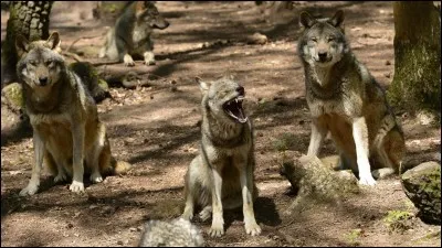 Dans quel département est situé 'Le parc à loups du Gévaudan' ?