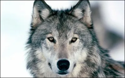 A quoi sert une 'tête de loup' ?