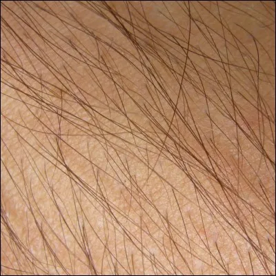 Allez ne te gène pas, dis-moi, es-tu poilu/e ?